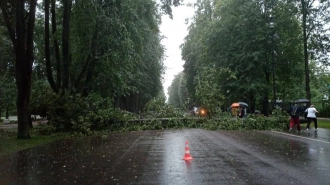 В Невском районе во время шторма женщина получила травму плеча