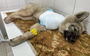 Под Лугой прохожий спас щенка, которого сбил поезд