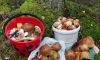 В Ленобласти после сильных дождей грибники собрали более 100 грибов