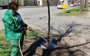 В Кировском районе байкеры и представители ОНФ высадили липы