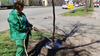 В Кировском районе байкеры и представители ОНФ высадили липы