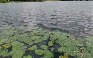 В Ленобласти опасно низкий уровень воды зафиксировали в Неве