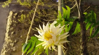 В Ботаническом саду расцвел лесной кактус Селеницереус золотистоцветковый