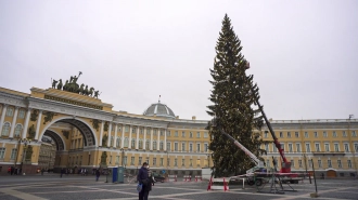 Петербуржцы отдали голоса за живую ель на Дворцовой площади