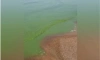 Водоросли окрасили Финский залив в ярко-зелёный цвет