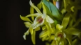 В Ботаническом саду 25 декабря расцветут орхидеи и броме...