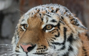 Тигрица Виола из Ленинградского зоопарка готовится стать символом года