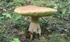Биолог напомнил о правильном дресс-коде для сбора грибов в Ленобласти