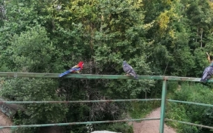 В Петербурге разноцветный попугай отправился на свидание с голубкой