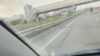 Два дня на Московском шоссе лежала мертвая лиса