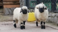 В Ленинградском зоопарке показали валлийских овец ...