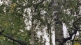 В Выборгском парке на берёзе выросла новая берёза