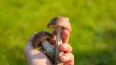 В лесах Ленобласти открылся сезон грибов