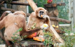 Питомцы Ленинградского зоопарка получили более 1 тонны овощей и желудей