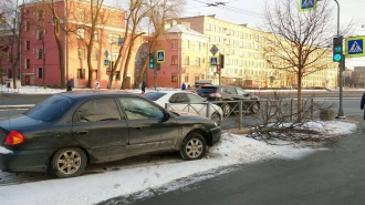 Водитель, сбивший липу на Стачек, должен заплатить за неё 18 тысяч рублей