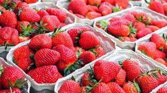 В Роспотребнадзоре петербуржцам рассказали, как выбирать летние ягоды