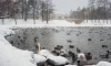 Дикий лебедь поселился в Дворцовом парке в Гатчине