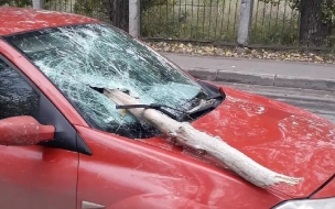 В Кировске упавшее дерево насквозь пробило лобовое стекло в движущейся машине