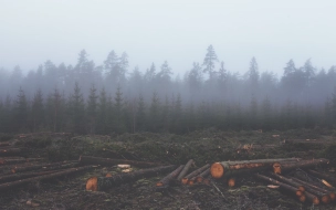 Начальника отдела защиты лесов Ленобласти арестовали по делу о вырубке леса