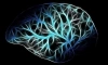 Коронавирус повреждает мелкие кровеносные сосуды головного мозга 