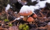 Петербуржцам рассказали, можно ли есть зимние грибы