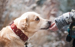 Ученые из Венгрии доказали, что собаки могут узнать хозяина по одному только голосу 