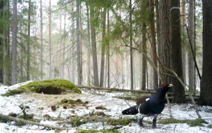 Глухари в Ленобласти начали есть камни после зимы