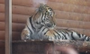 Тигру Зевсу из Ленинградского зоопарка исполнилось два года