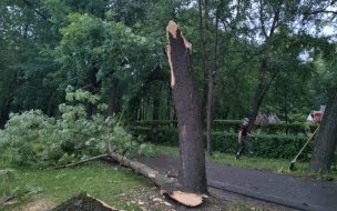 В Петербурге устранили все последствия урагана