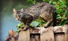 Ученые нашли сходство между геномами человека и кошки 
