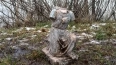 Скульптуру каменного ангела из Полежаевского парка ...
