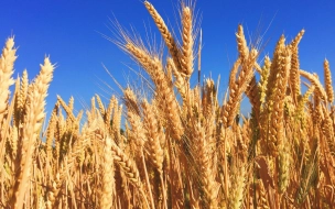 Ученые из Тимирязевской академии вывели новый сорт пшеницы: мнение экспертов