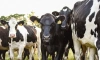 В Тосненском районе трое кочевников пытались украсть крупный рогатый скот