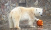 Ленинградский зоопарк закрывается с 30 октября по 7 ноября