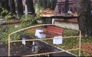 В Кронштадте во время "Двориады" упало дерево и прервало фестиваль