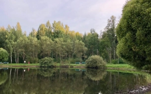 Петербуржца обвинили в убийстве в парке "Сосновка" в  2005 году