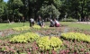 Специалисты дали положительную оценку летнему озеленению Петербурга в условиях жары
