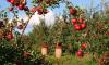 Российский диетолог перечислила полезные свойства яблок