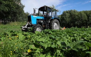 Садовники борются с борщевиком в Полежаевском парке