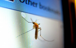 Биолог Глазков рассказал, как отпугнуть комаров в квартире 