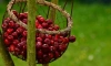 Диетолог рассказал об уникальных свойствах черешни и вишни
