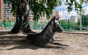 В Петербурге появилась еще одна площадка для дрессировки собак