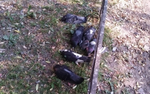 Петербуржцы обеспокоены массовой гибелью голубей на Планерной улице
