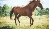 Трех лошадей угнали из конной школы Всеволожского района