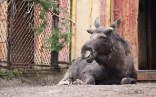 В Ленинградском зоопарке у лося начали расти рога