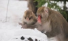 Ленинградский зоопарк показал радующихся зиме японских макак