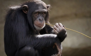 Ученые испытали новый способ лечения Альцгеймера на обезьянах 