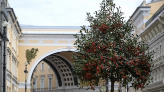 За год в Петербурге стало больше необычных декоративных растений