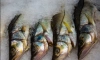 В Петербурге мошенники украли 20 тонн замороженной рыбы
