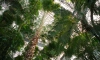 Стало известно, что Кубинскую пальму спилят в Ботаническом саду
